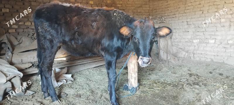 GULAJYN - Mary - img 1