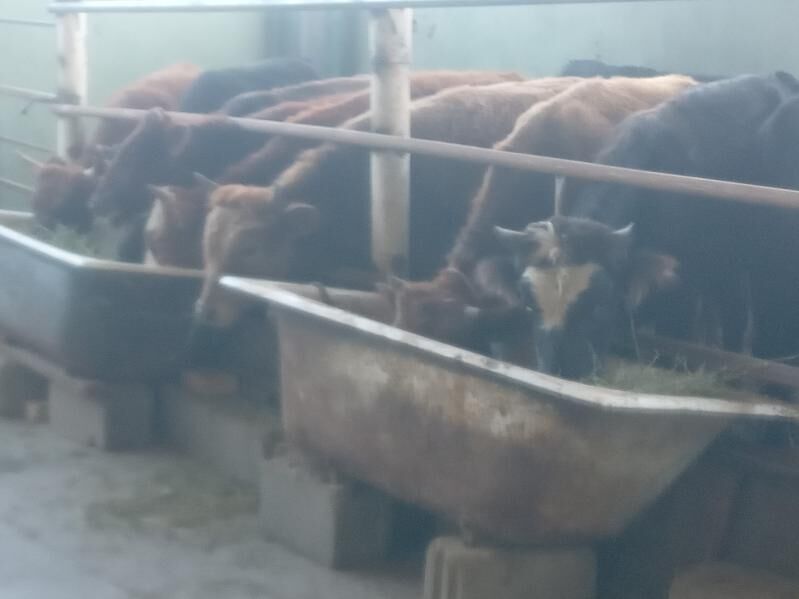 10.okiz. - Бузмеин - img 3