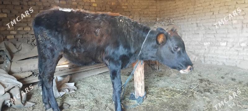 GULAJYN - Mary - img 4