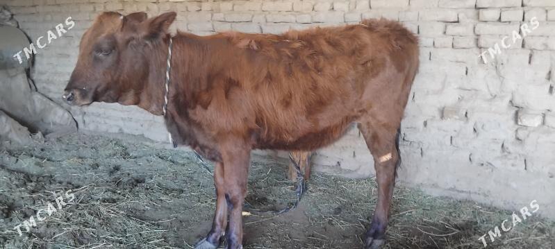 GULAJYN - Mary - img 3