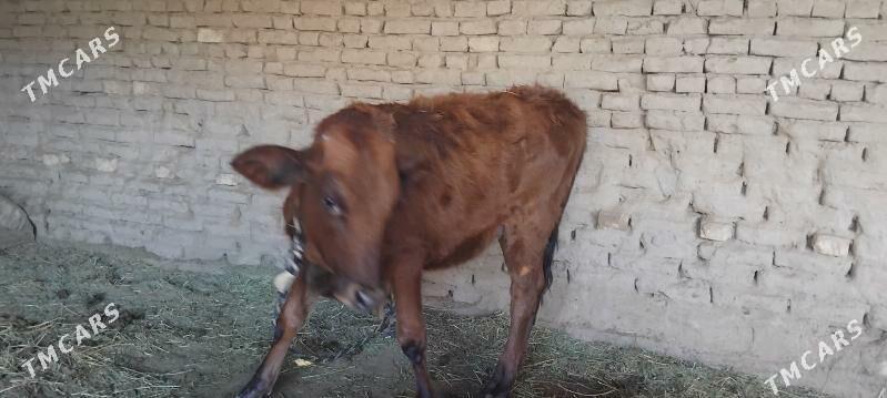 GULAJYN - Mary - img 2