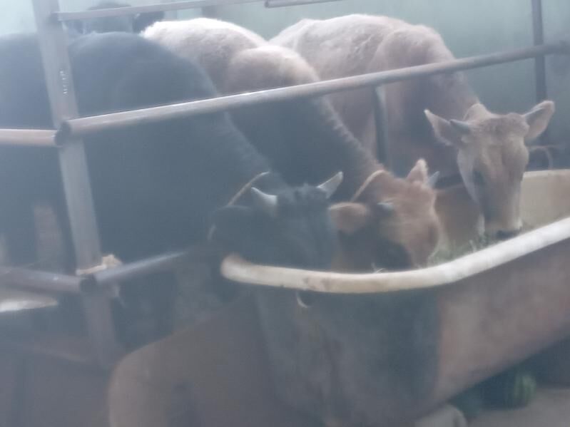 10.okiz. - Бузмеин - img 5