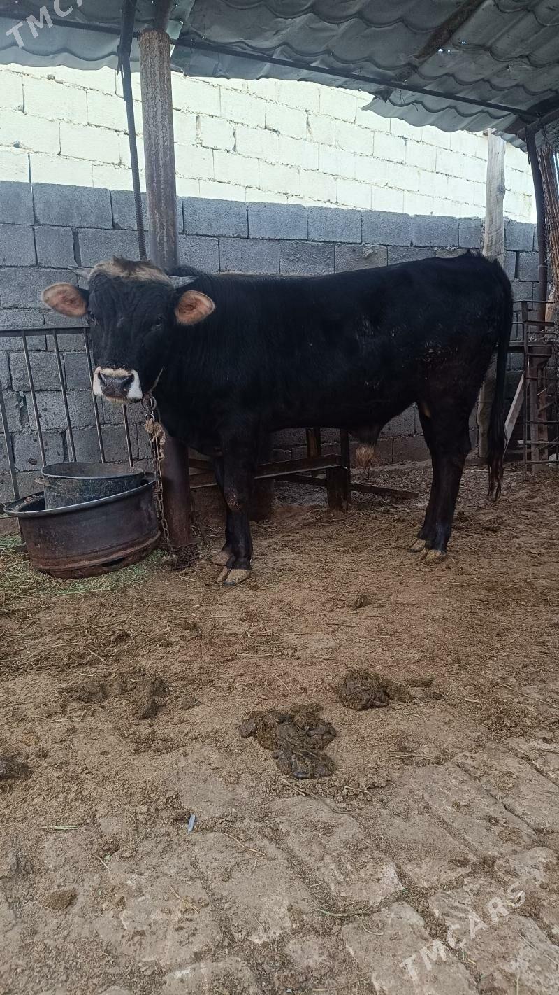 okuzokuz - Чоганлы - img 2