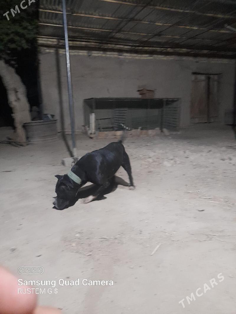 pidbul - Dänew - img 5