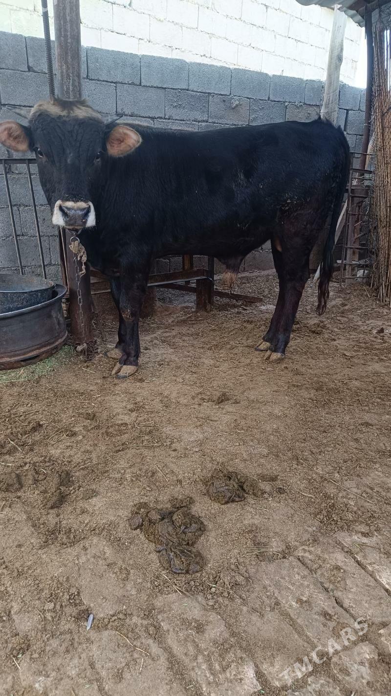 okuzokuz - Чоганлы - img 3