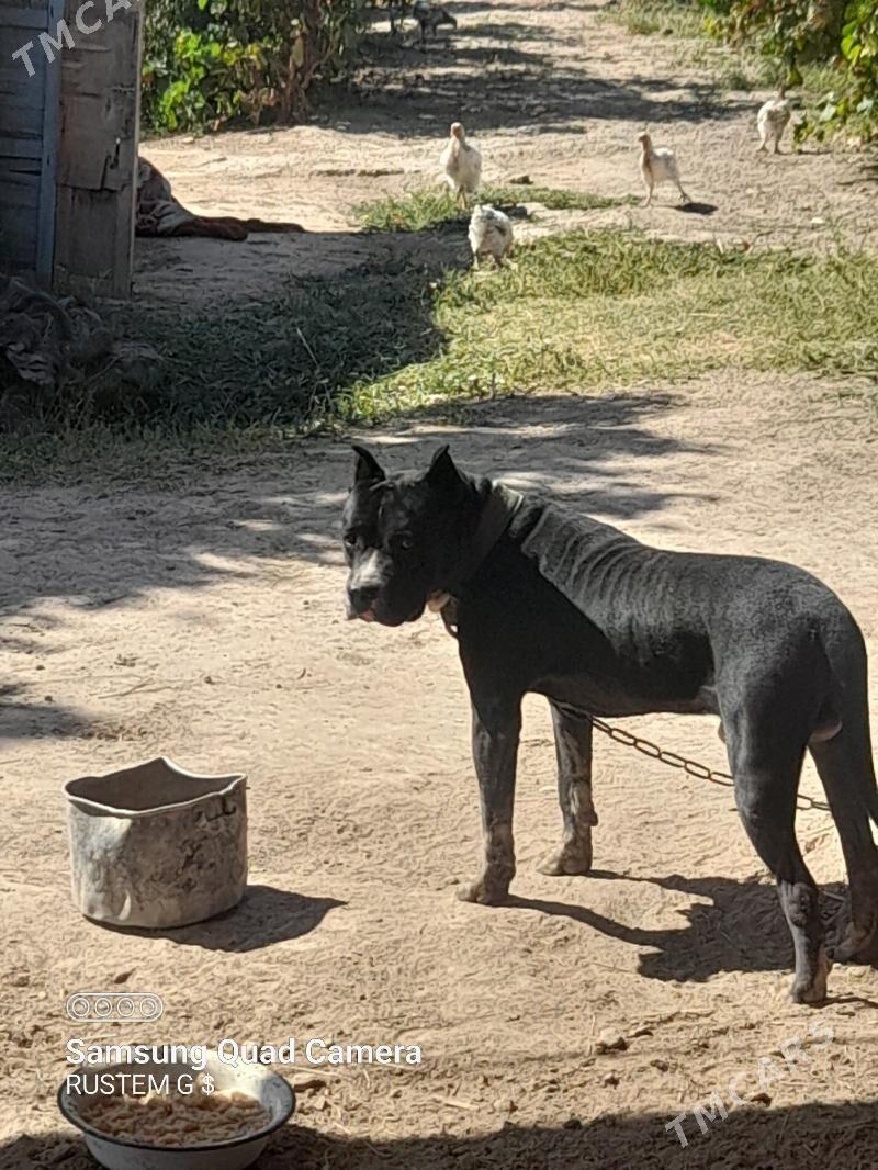 pidbul - Dänew - img 2