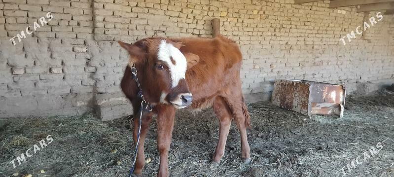 OKUZCE - Мары - img 2