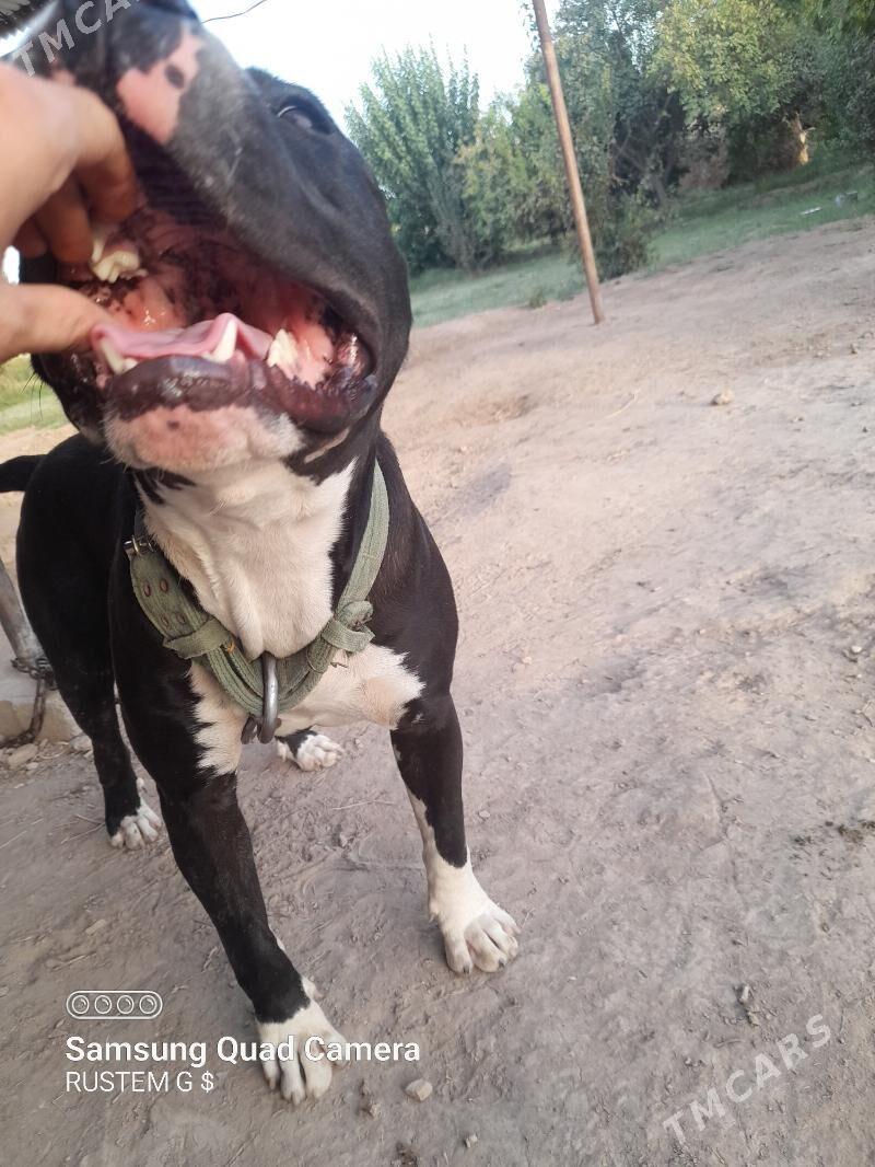 pidbul - Dänew - img 3