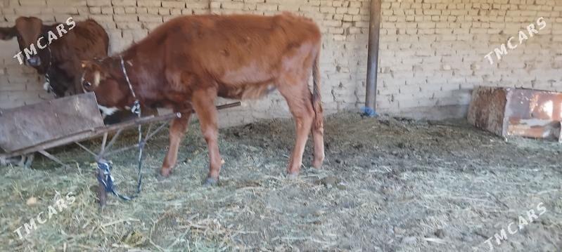 OKUZCE - Мары - img 3