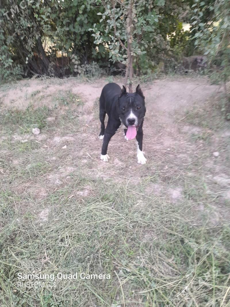 pidbul - Dänew - img 4