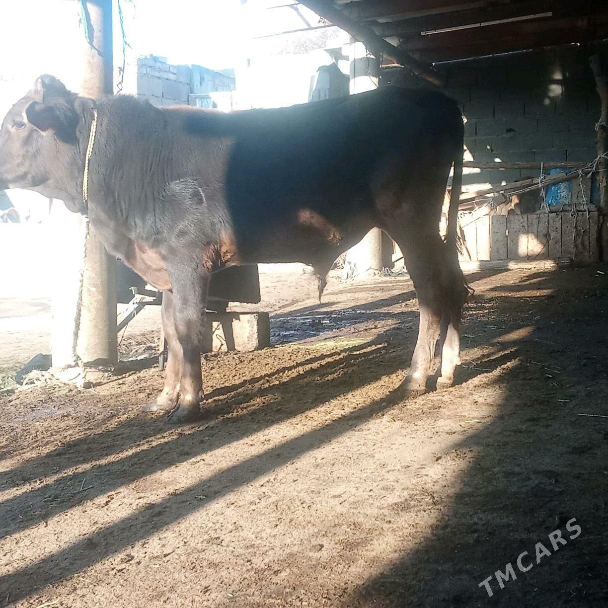 öküz - Бахарден - img 2