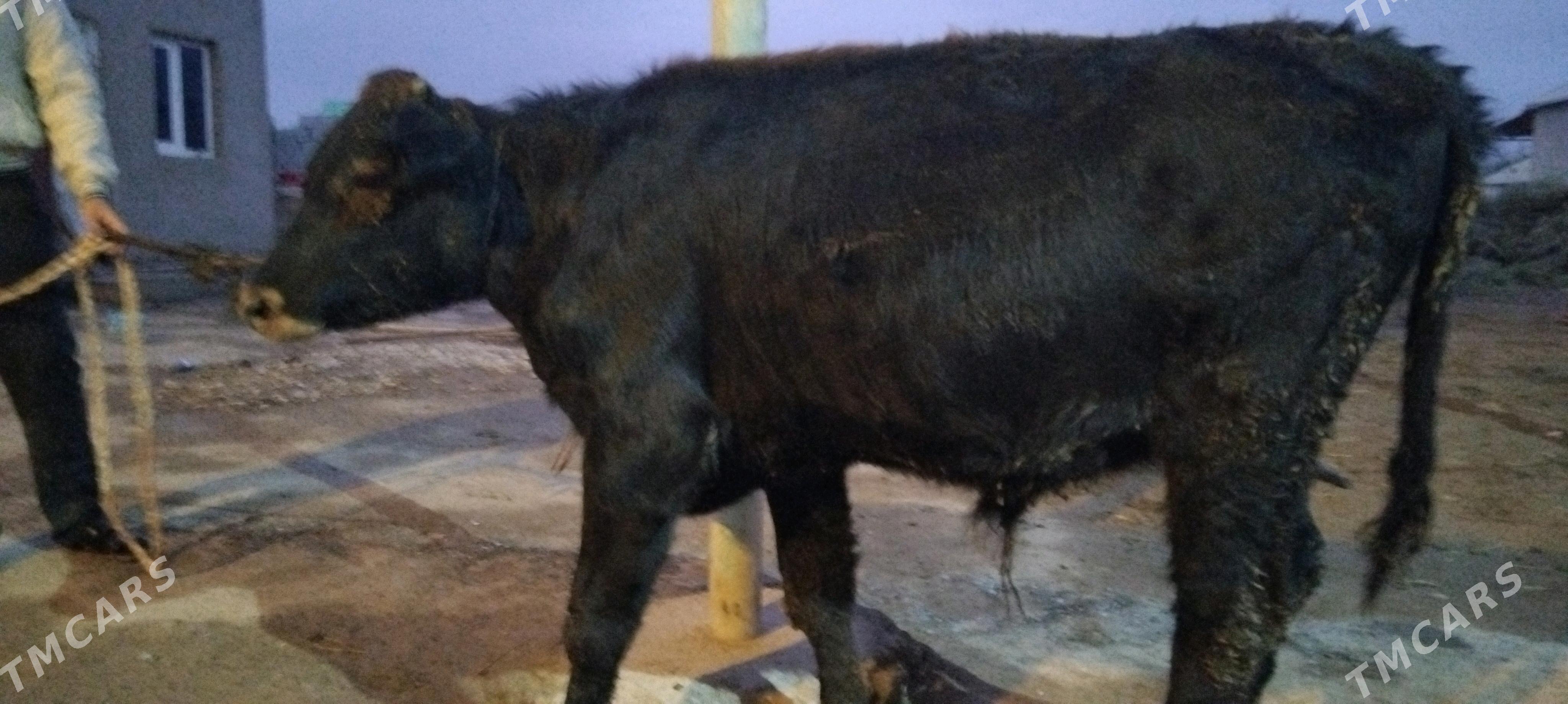 Okuz - Babadaýhan - img 2