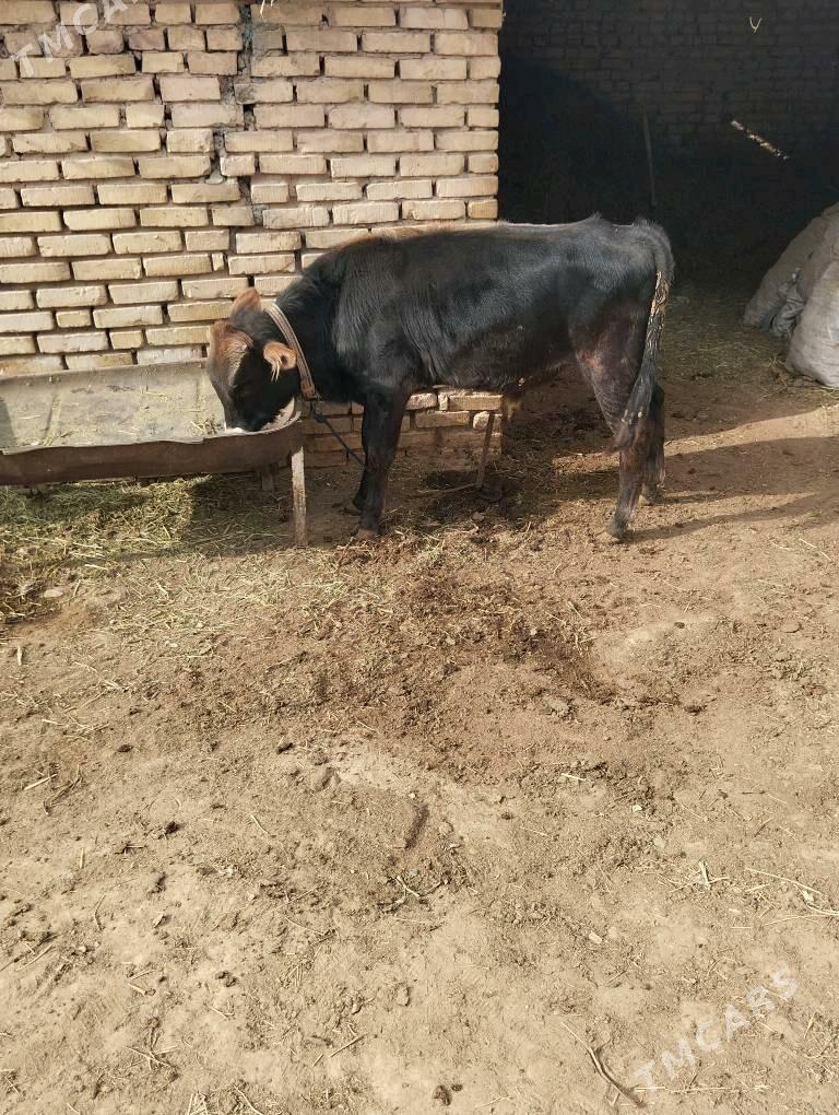 okuzceler - Baýramaly - img 5