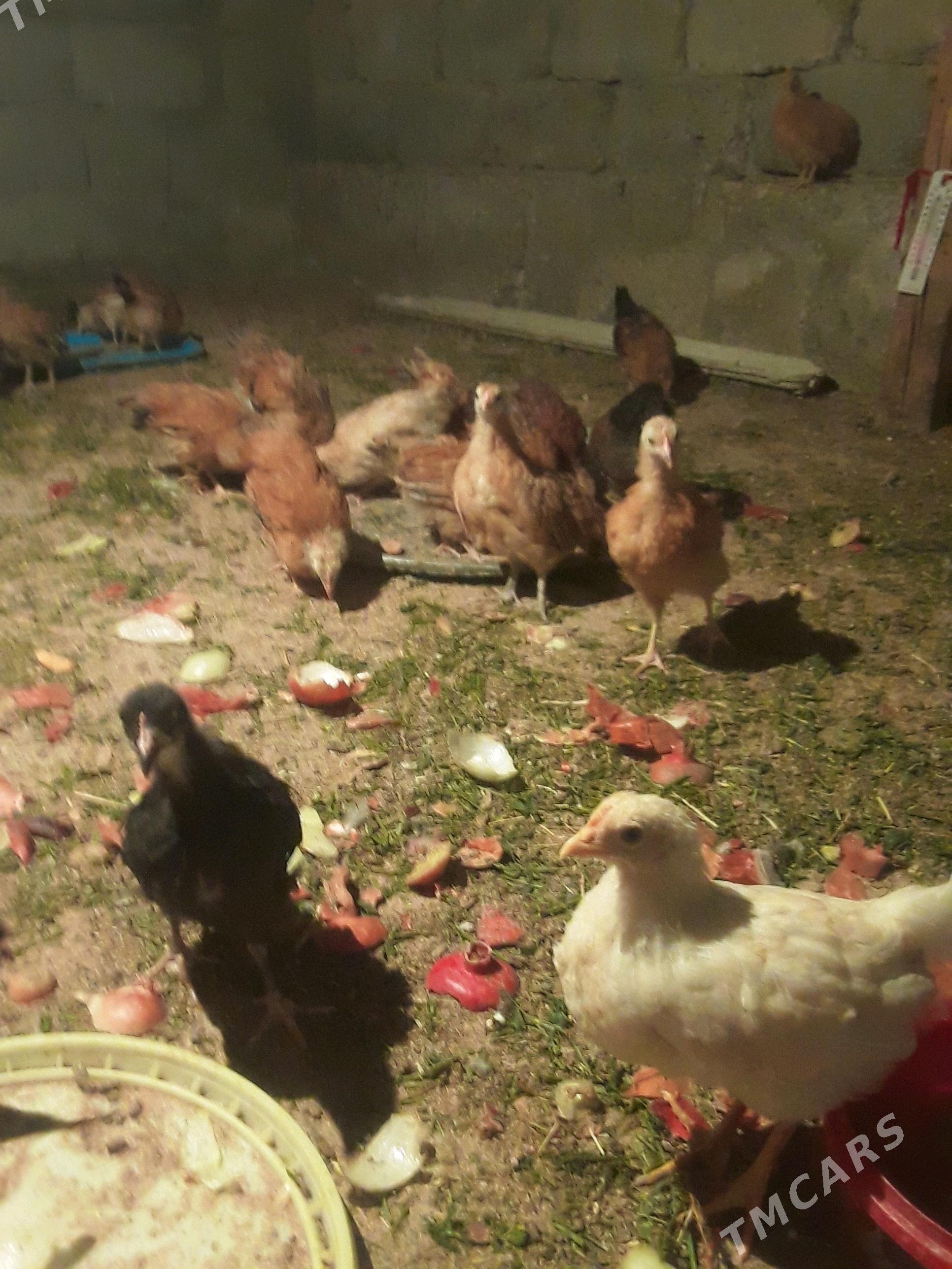 juyje - Гёкдепе - img 1