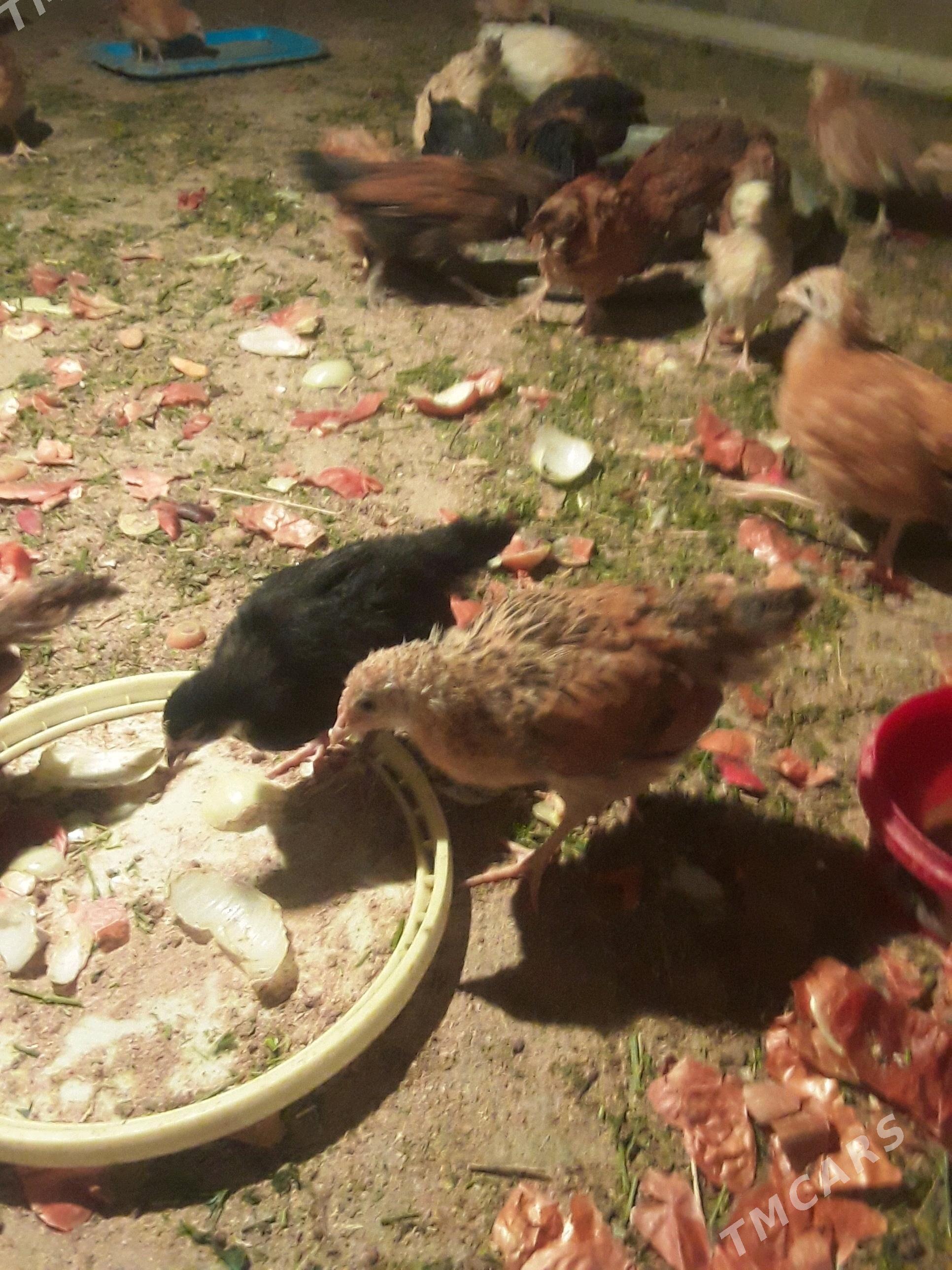 juyje - Гёкдепе - img 2