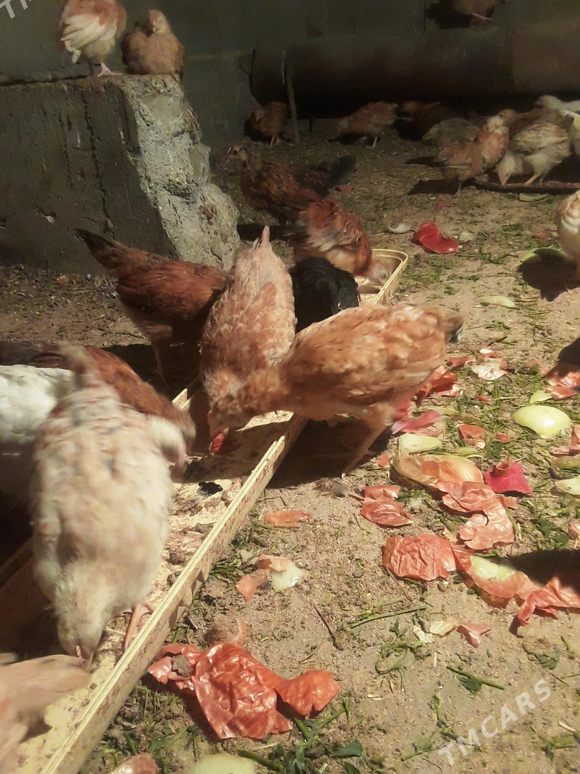 juyje - Гёкдепе - img 3