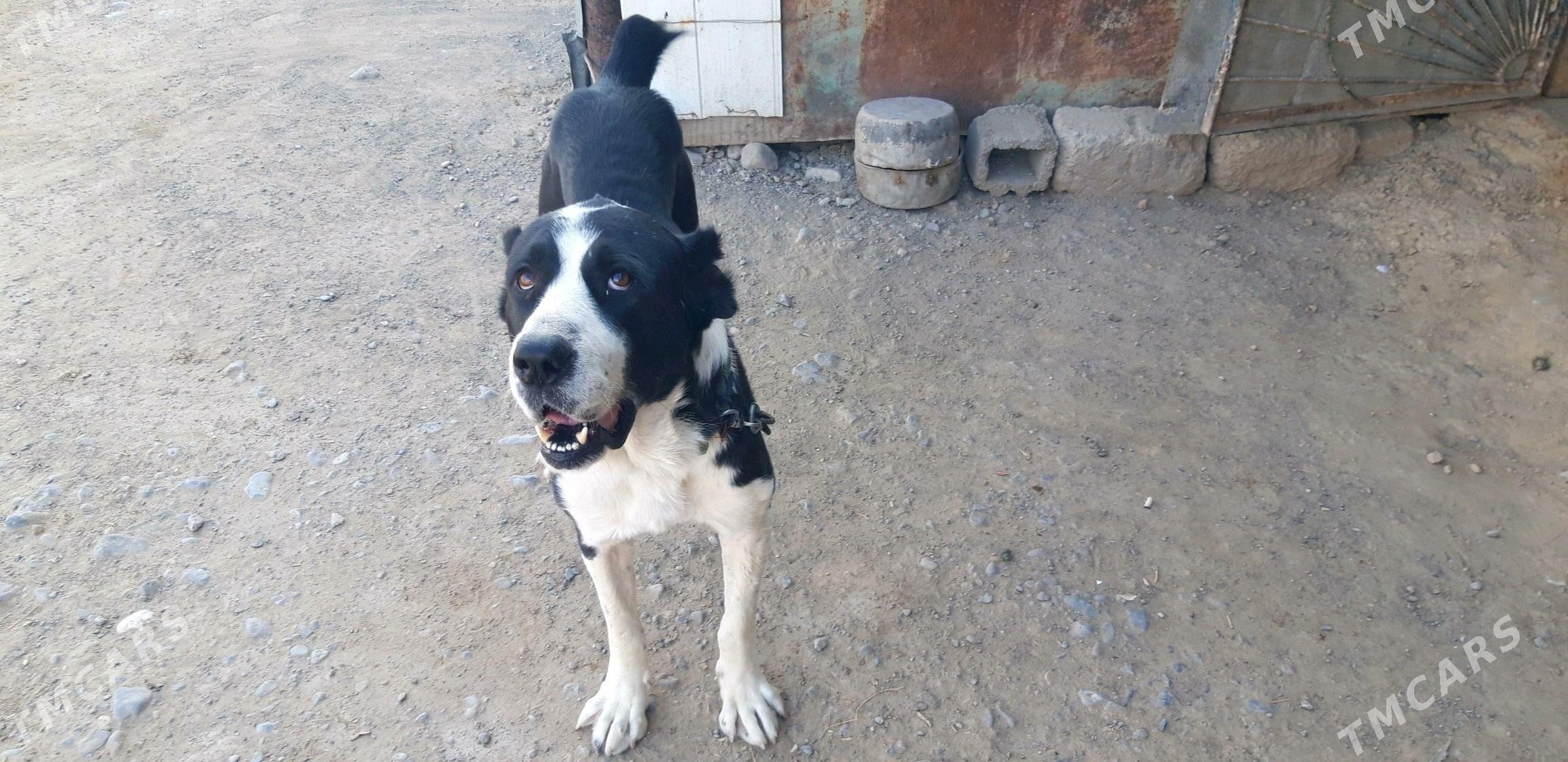 turkmen alabayy - Ак-Бугдайский этрап - img 4