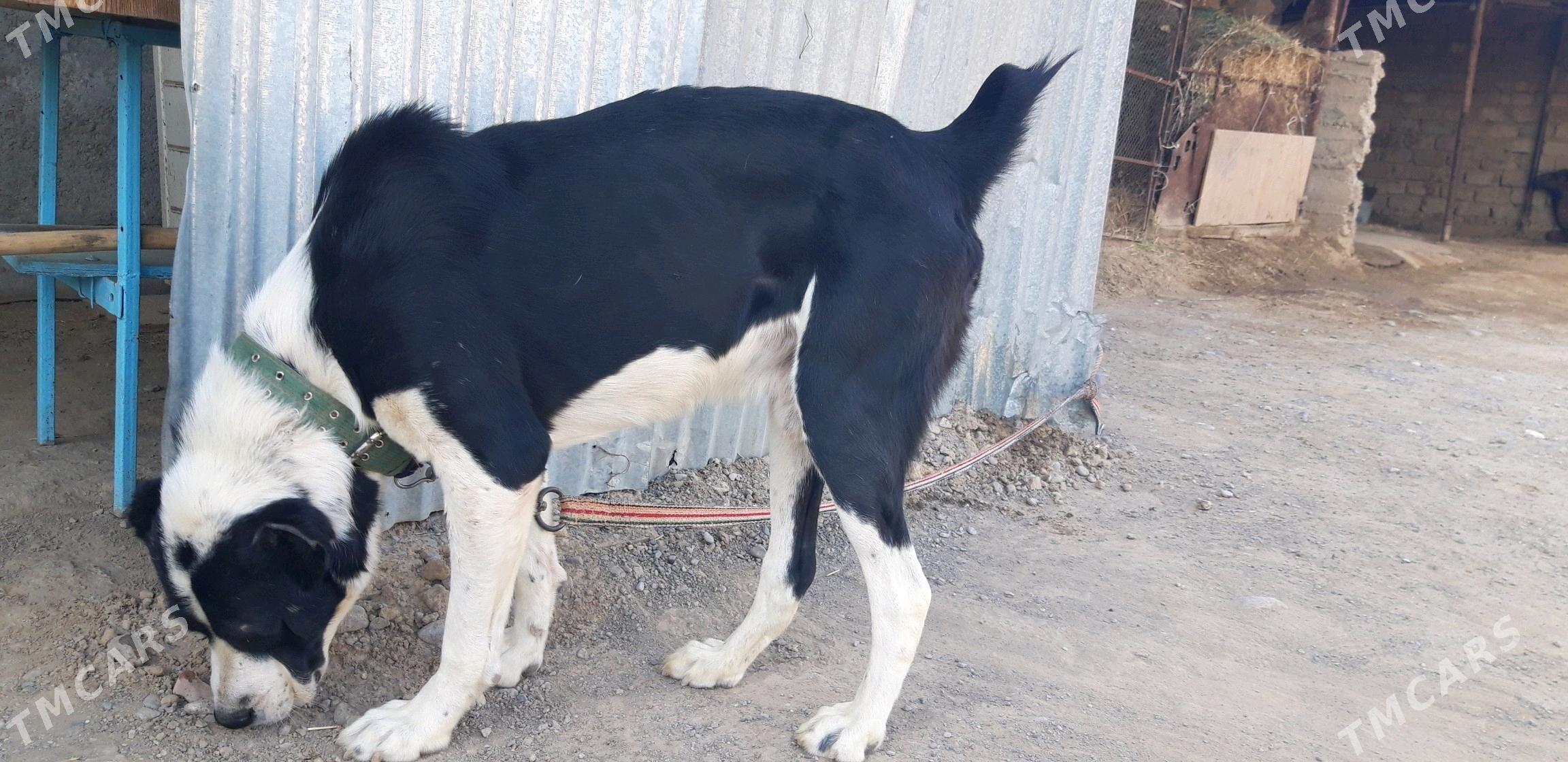 turkmen alabayy - Ак-Бугдайский этрап - img 2