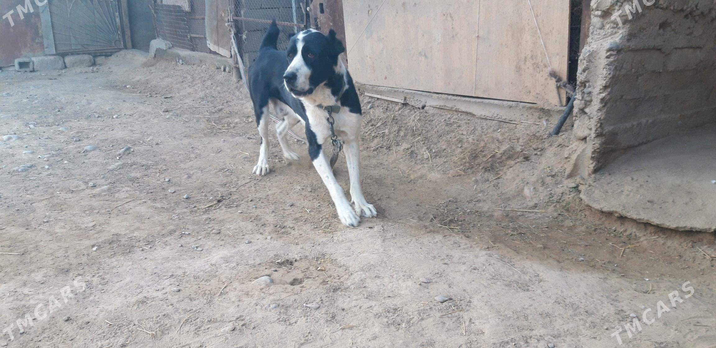 turkmen alabayy - Ак-Бугдайский этрап - img 3