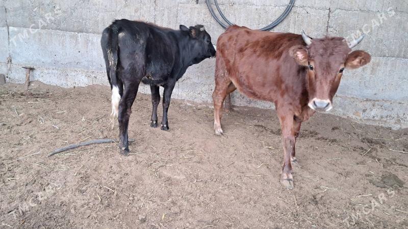 tuwe - Бузмеин - img 3