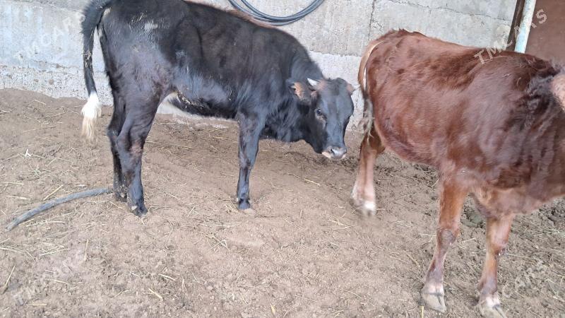 tuwe - Бузмеин - img 4