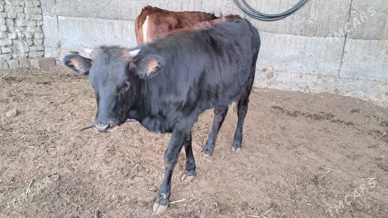 tuwe - Бузмеин - img 1