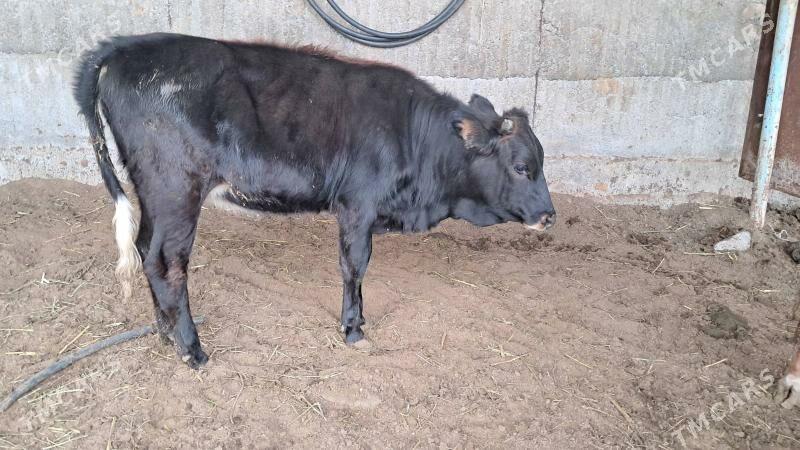 tuwe - Бузмеин - img 5