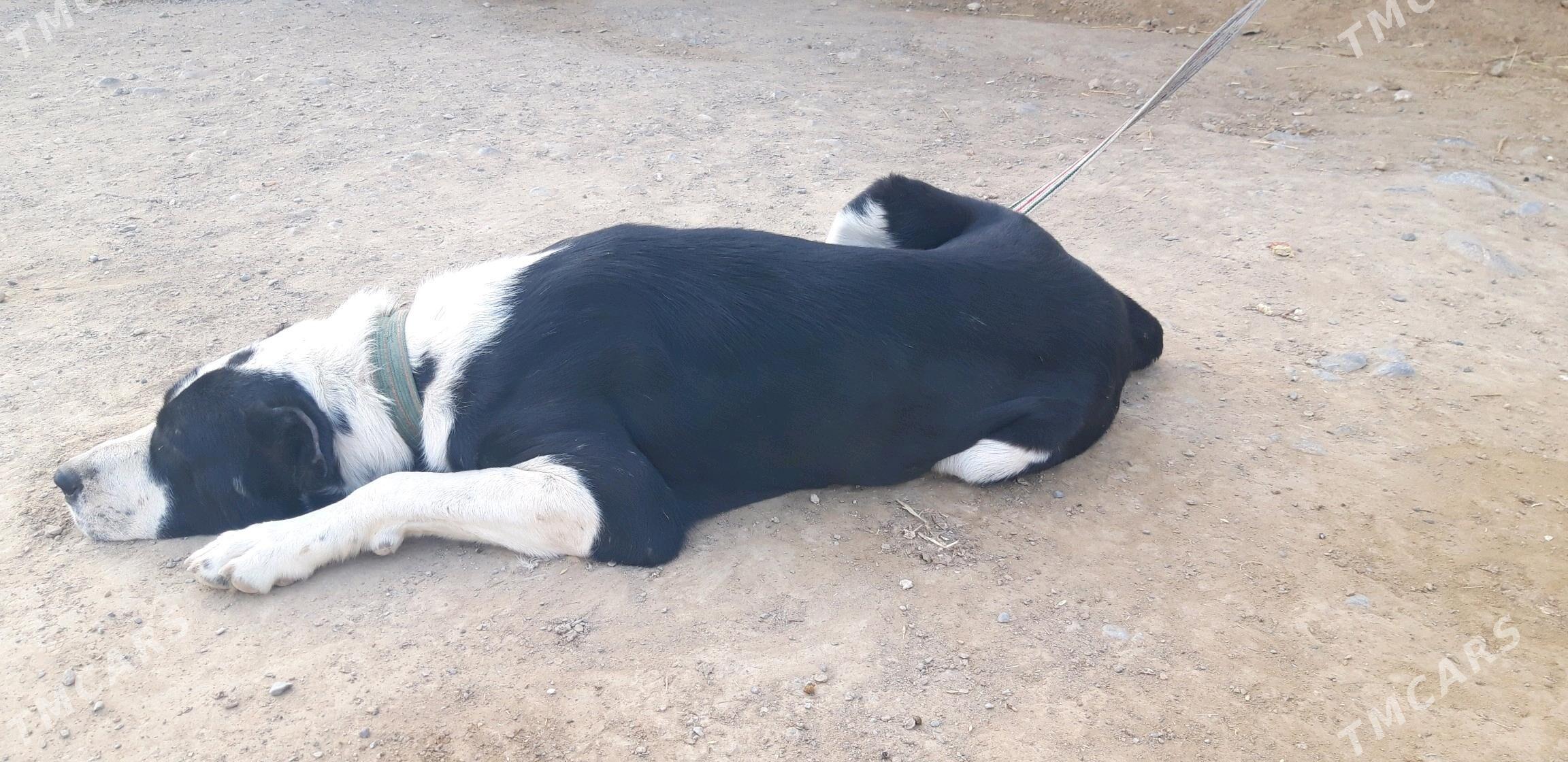 turkmen alabayy - Ак-Бугдайский этрап - img 6