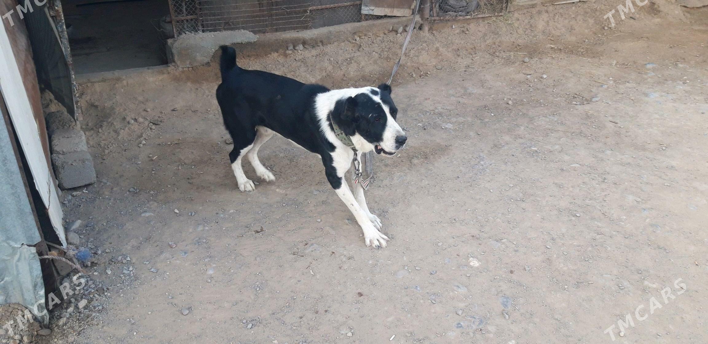 turkmen alabayy - Ак-Бугдайский этрап - img 5