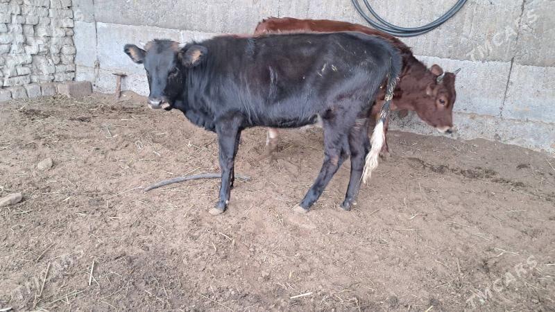 tuwe - Бузмеин - img 2