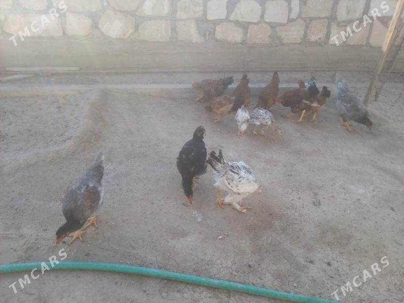 towuk juyjeler - Gumdag - img 3