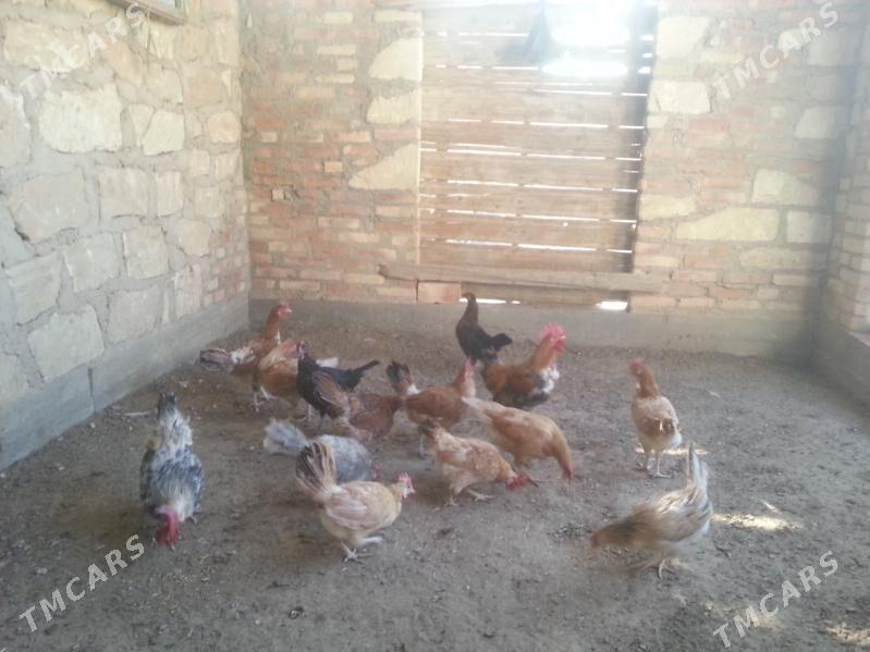 towuk juyjeler - Gumdag - img 4