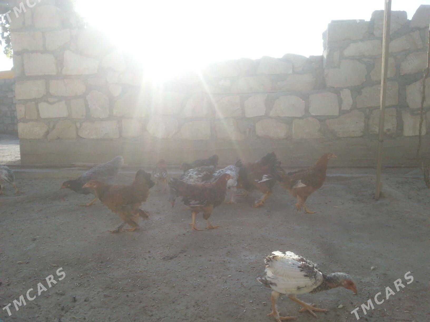 towuk juyjeler - Gumdag - img 1