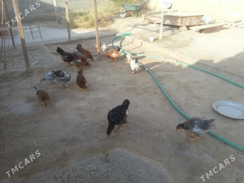 towuk juyjeler - Gumdag - img 2