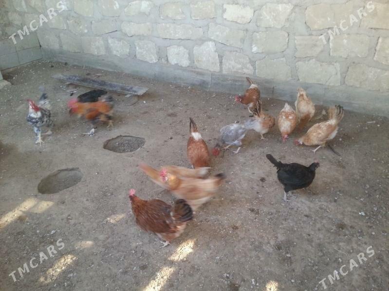 towuk juyjeler - Gumdag - img 5