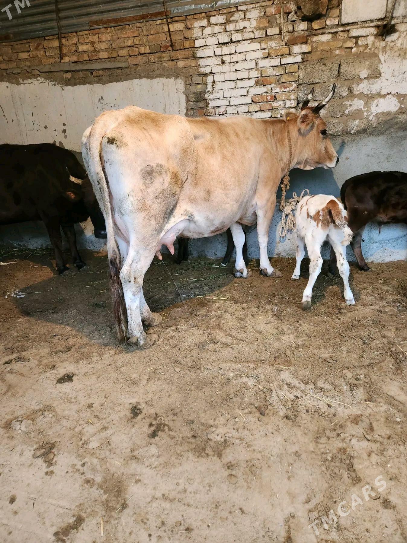 simintal tuwe - Гарадамак - img 1