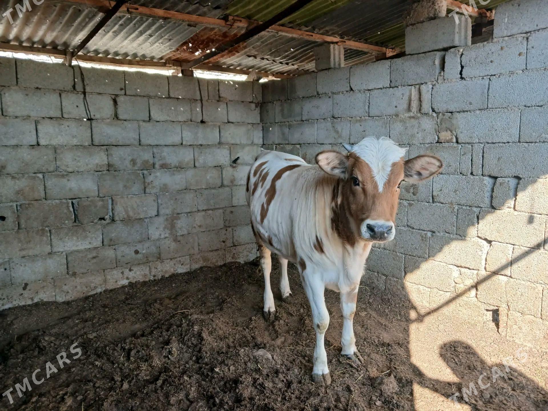 simintal tuwe - Гарадамак - img 3