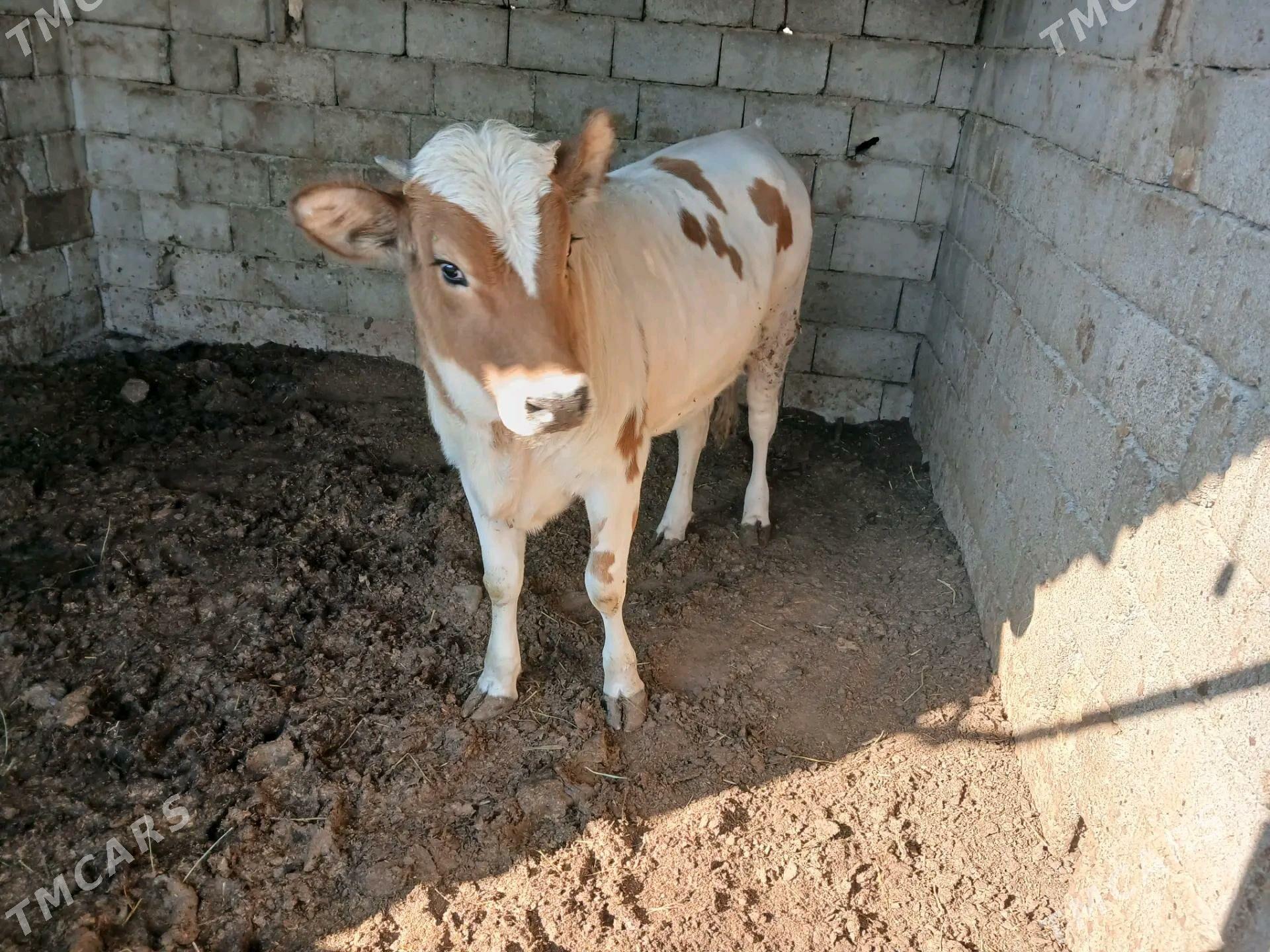 simintal tuwe - Гарадамак - img 4