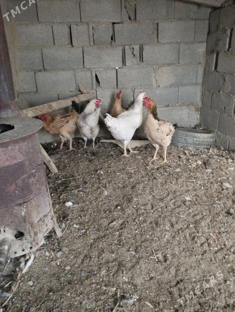 gygant towuklor - Bäherden - img 3