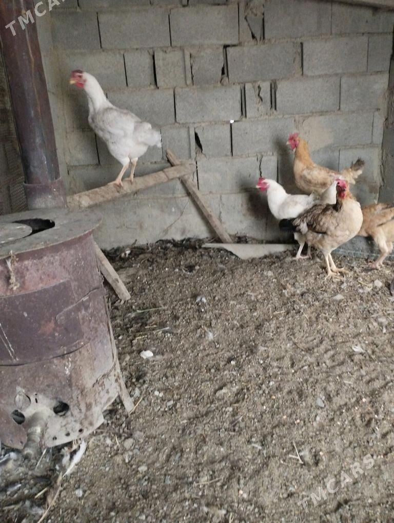 gygant towuklor - Bäherden - img 1