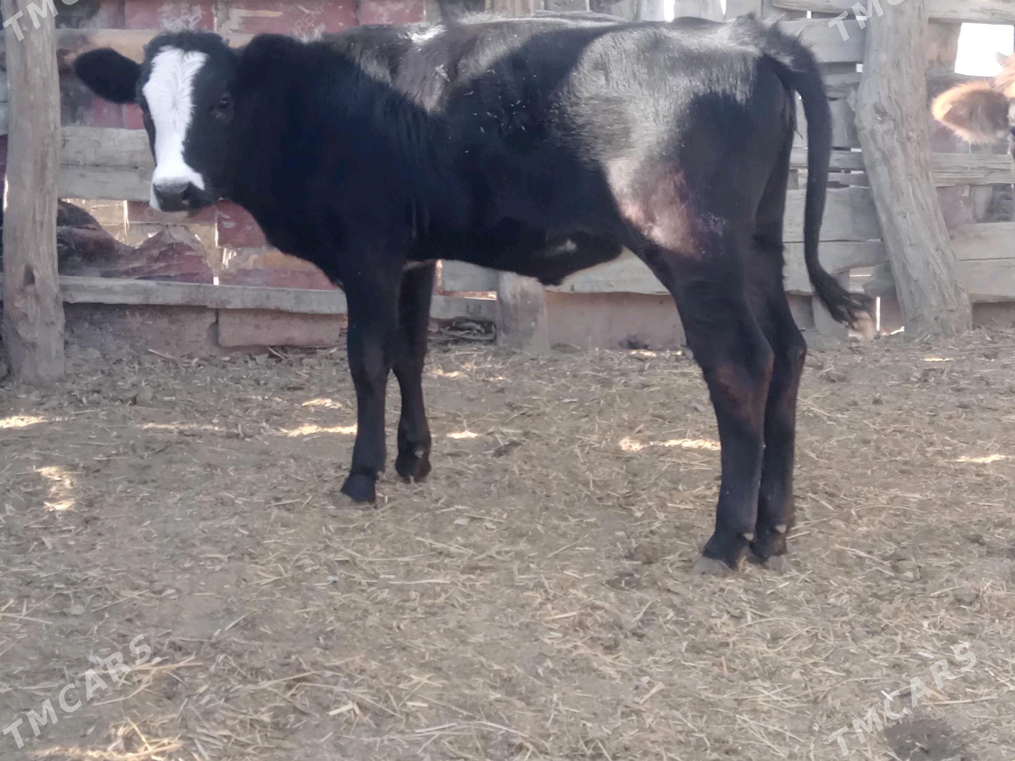 tuwe 3sany - Bäherden - img 3