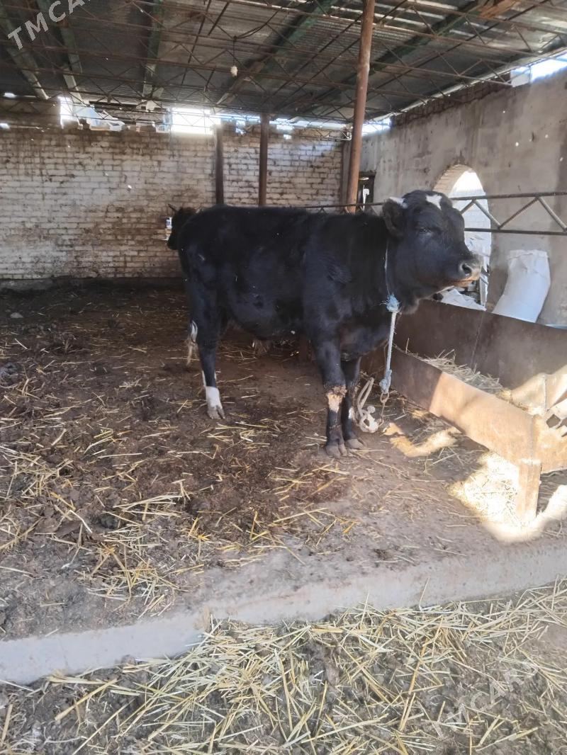 Okuzler - Türkmenabat - img 1