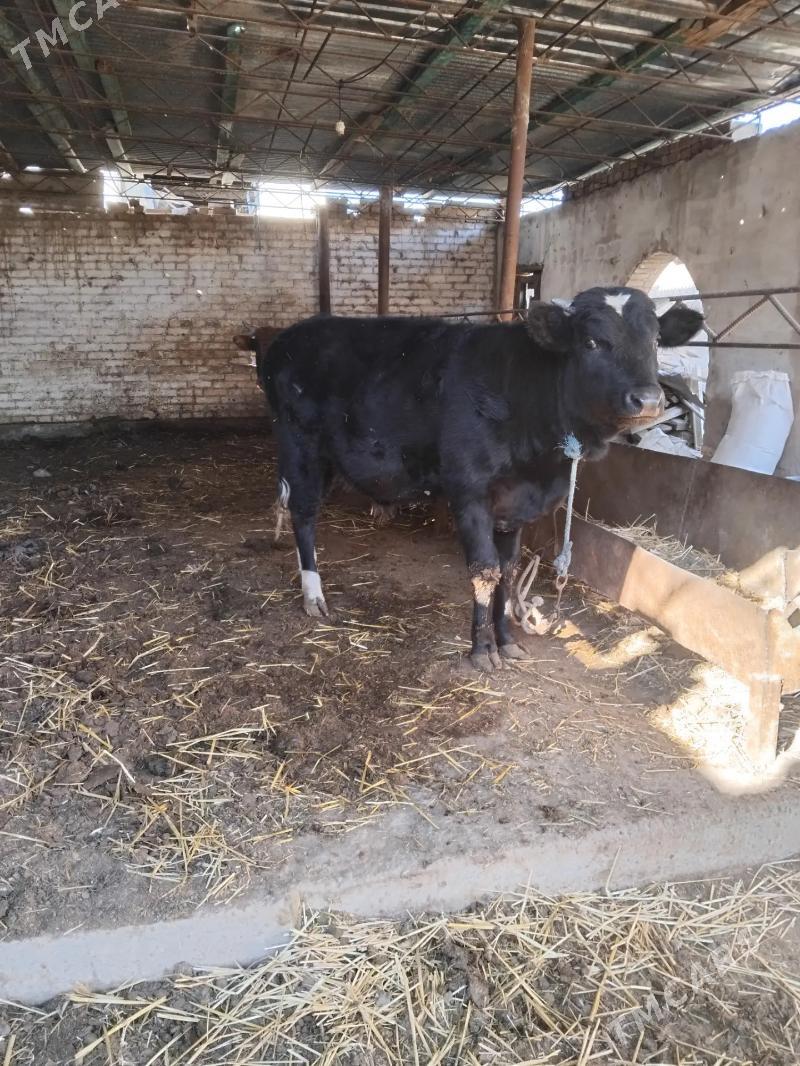 Okuzler - Türkmenabat - img 2