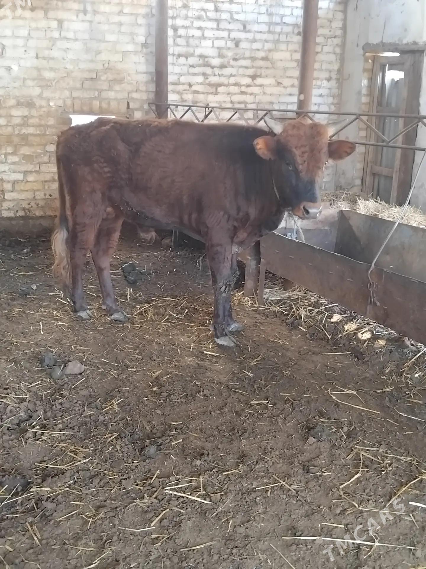 Okuzler - Türkmenabat - img 4