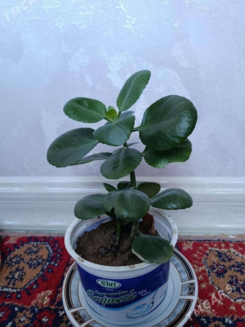 Домашние растения - Aşgabat - img 3