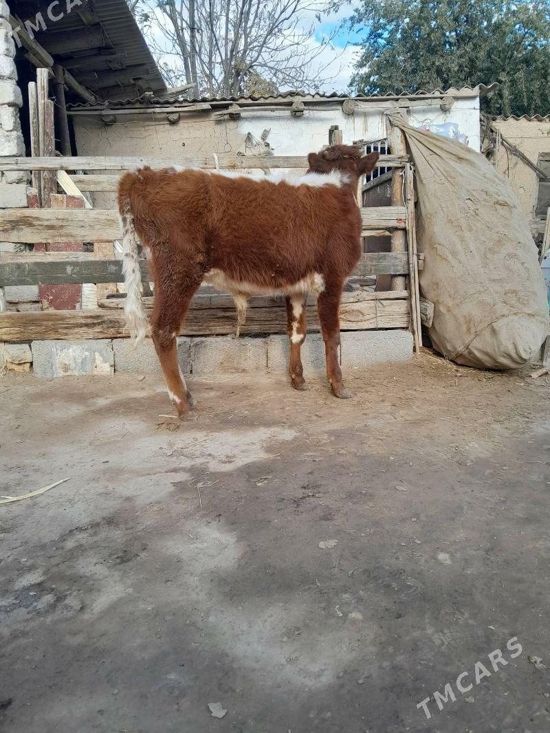 Õküz - Köşi - img 4