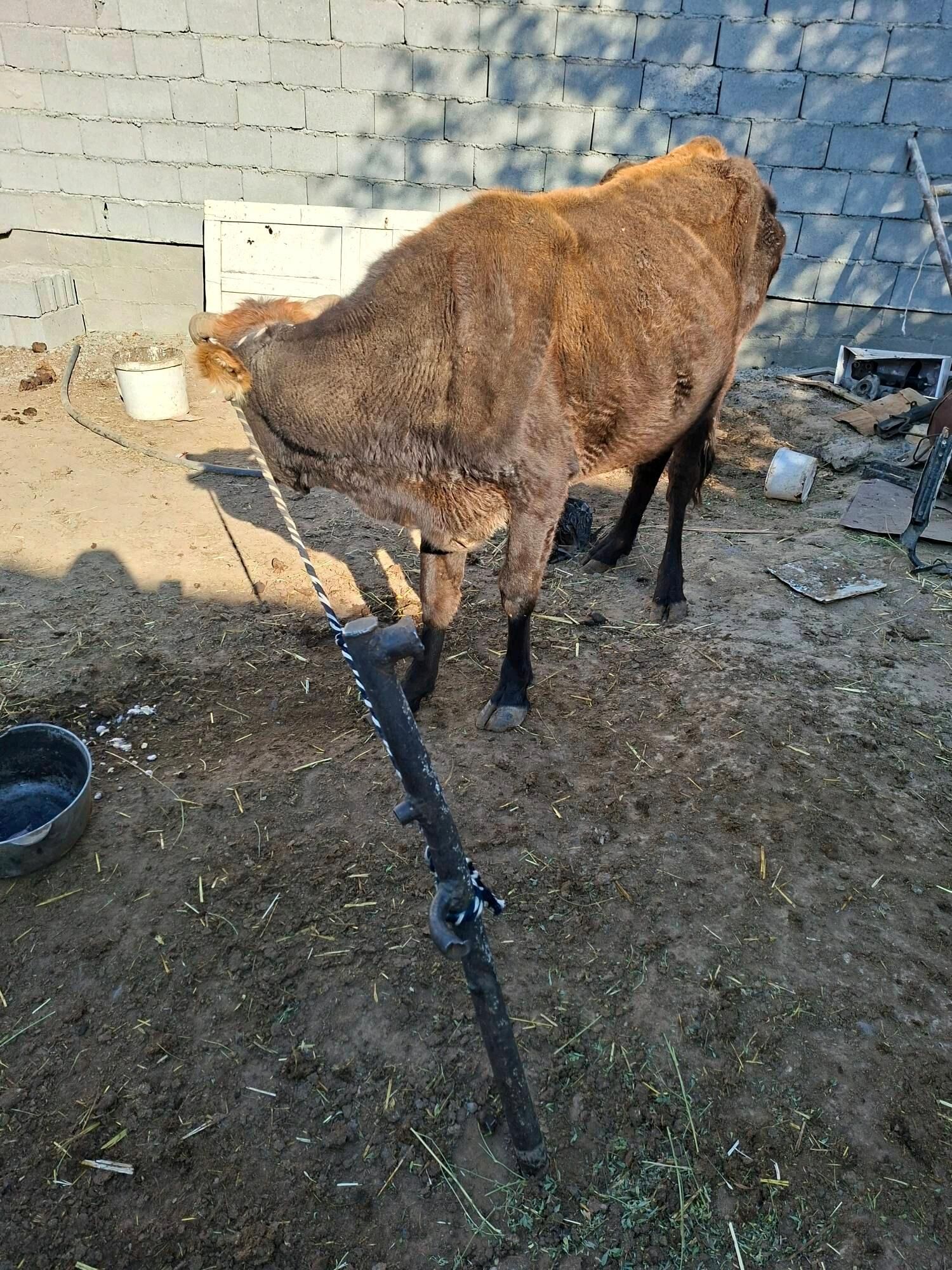 gysyr sygyr - Garadamak Şor - img 1