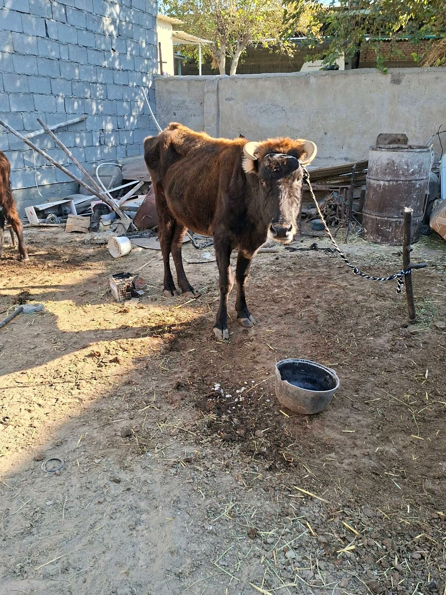 gysyr sygyr - Garadamak Şor - img 3