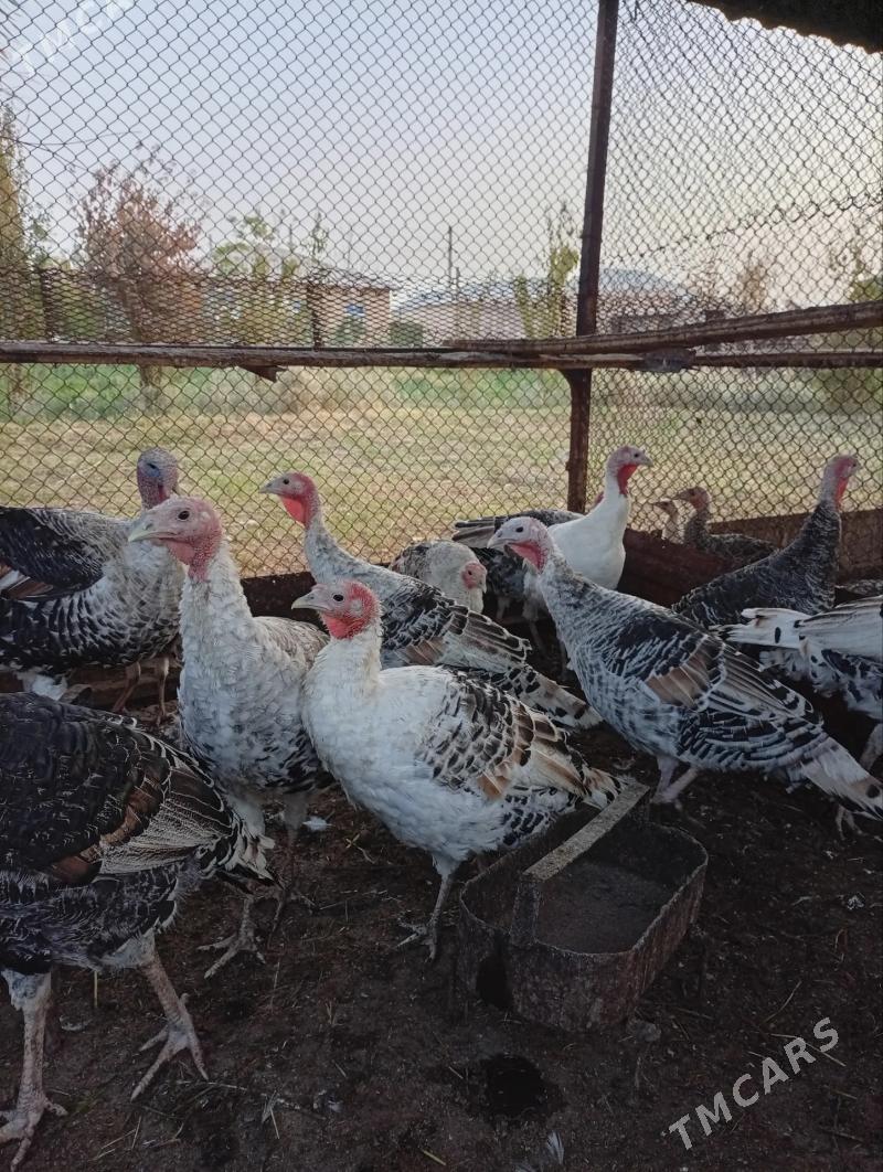 INDUK - Tejen - img 3