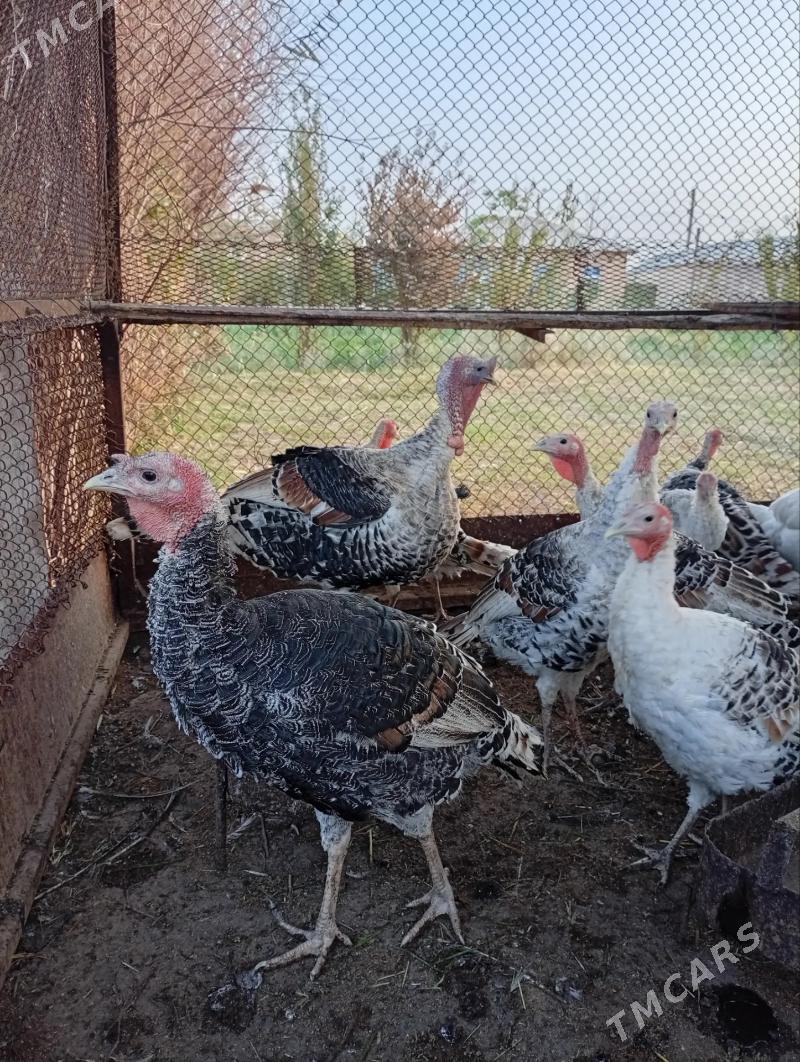 INDUK - Tejen - img 1